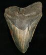 Inch Megalodon Tooth - Nice Color #5006-5